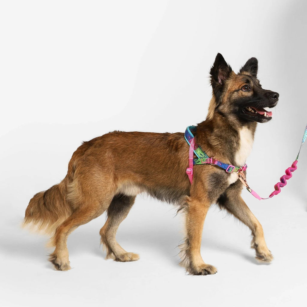 Melted | SofterWalk Harness