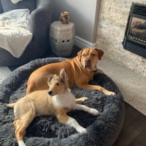 Calming Deep Sleep Pet Bed